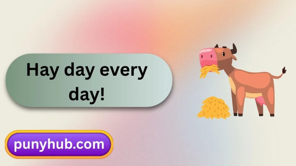 Funny Hay Puns 