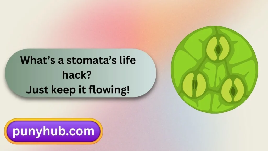 Stomata Snickers